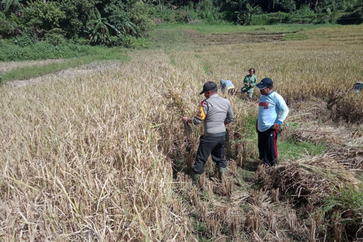 Inovasi Babinkamtibmas Polres Agam Buka Lahan Tidur untuk pertanian