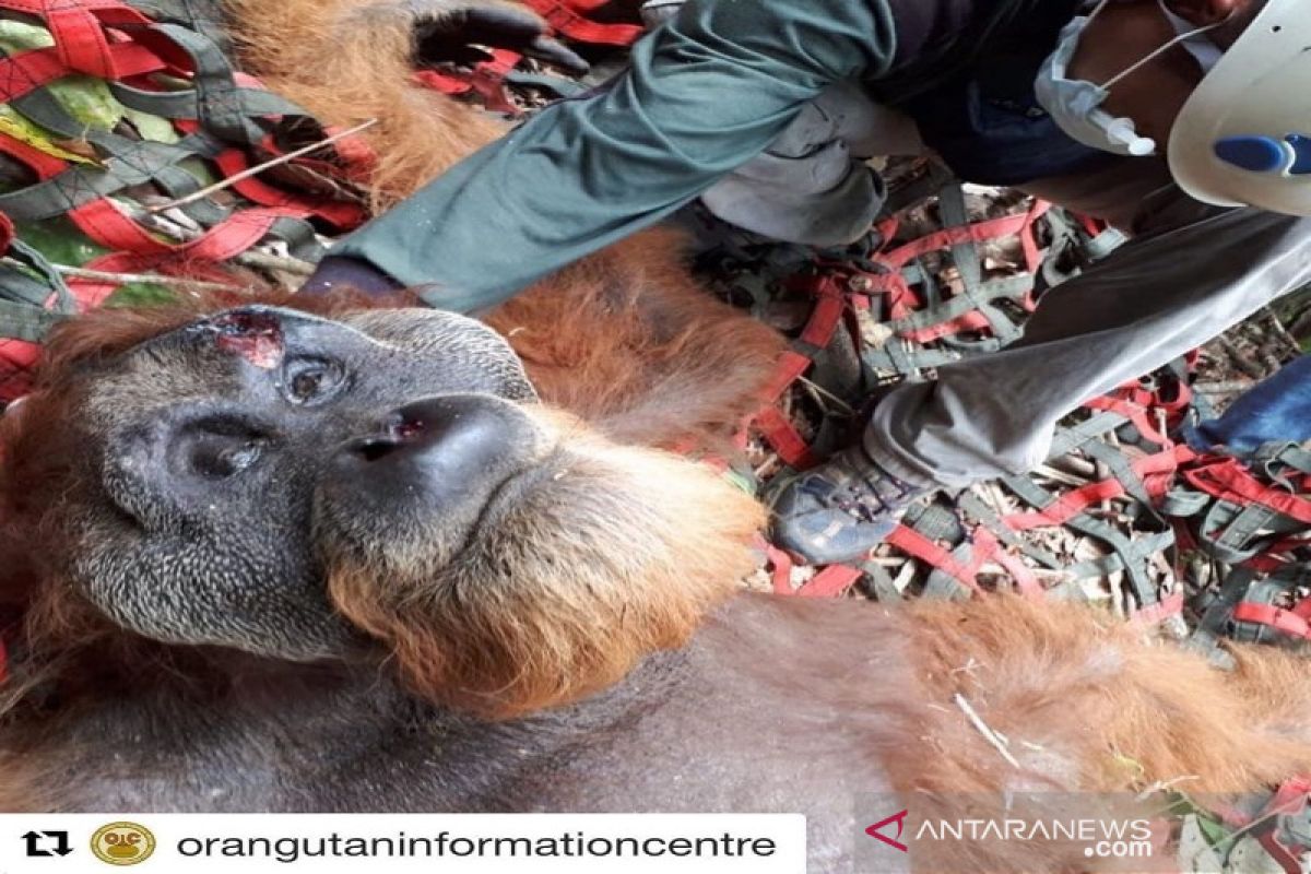 PLTA Batang Toru prihatin ada orangutan terluka