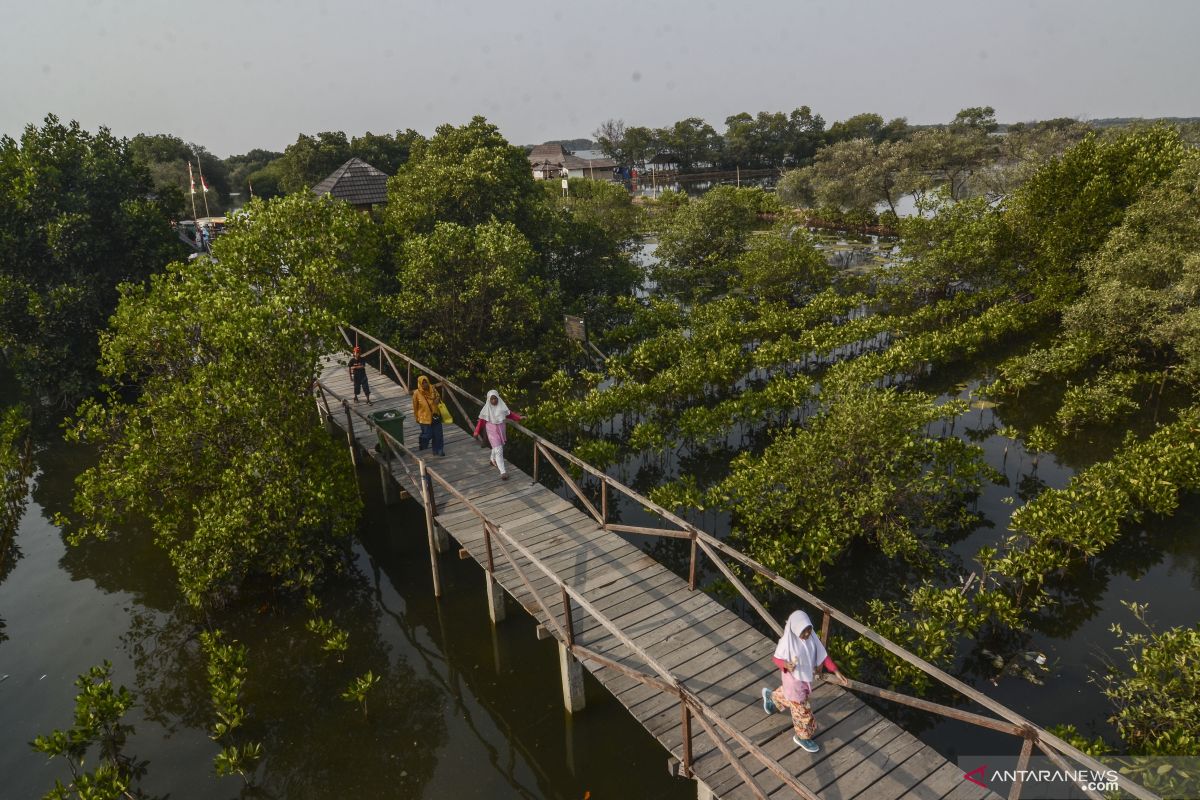 Pertamina terapkan inovasi waring lindungi mangrove dari minyak