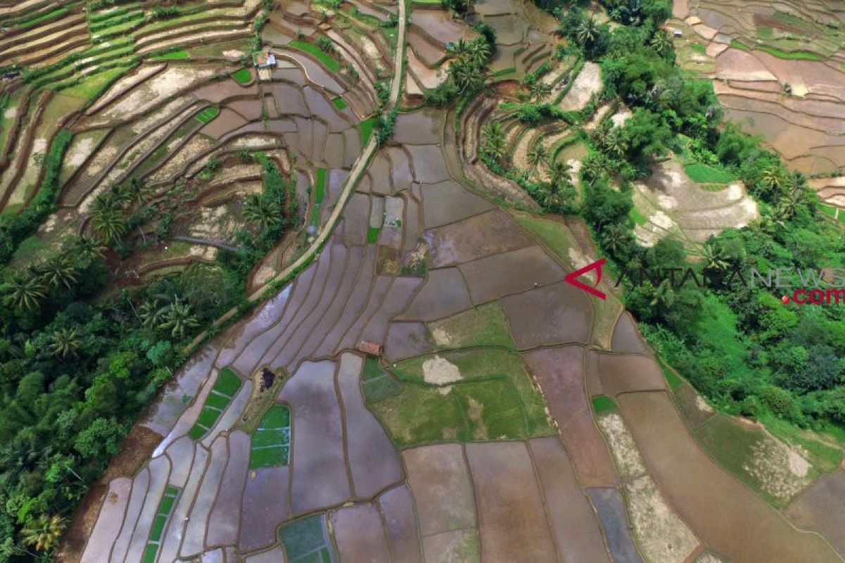 RUU Budi Daya Pertanian  diharapkan tambah jumlah petani