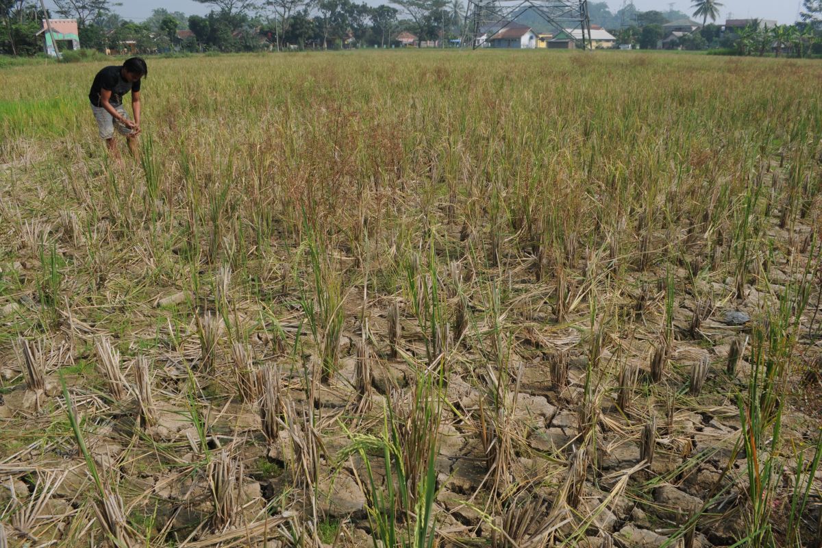 454 hektare tanaman padi di Lebak gagal panen
