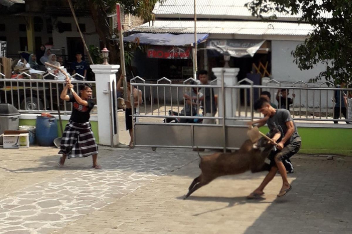 Babi hutan masuk area masjid saat ada acara santunan anak yatim