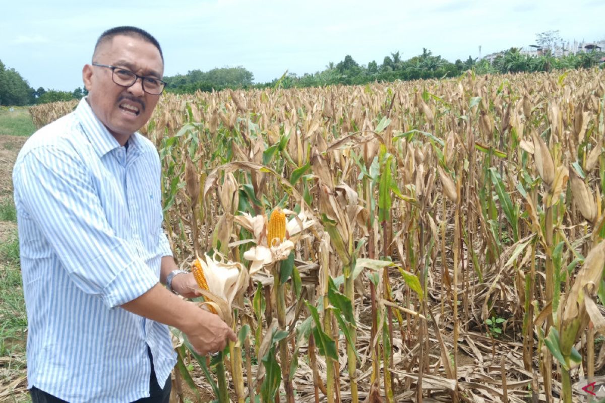 Optimalisasi lahan rawa jaga produksi padi di musim kemarau panjang