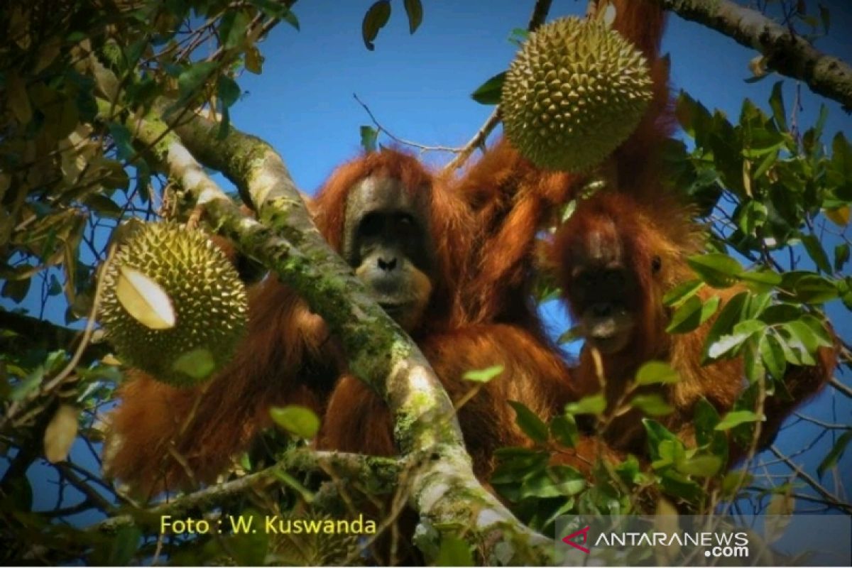 Warga Batang Paya komit menjaga keberadaan Orangutan Tapanuli