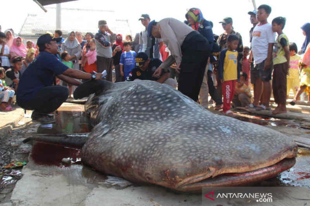 Hiu paus ditemukan mati di Cirebon