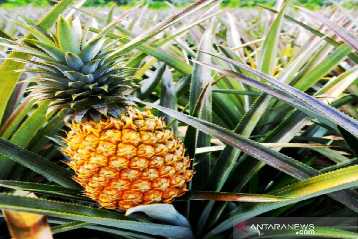 The legendary Tamban pineapple