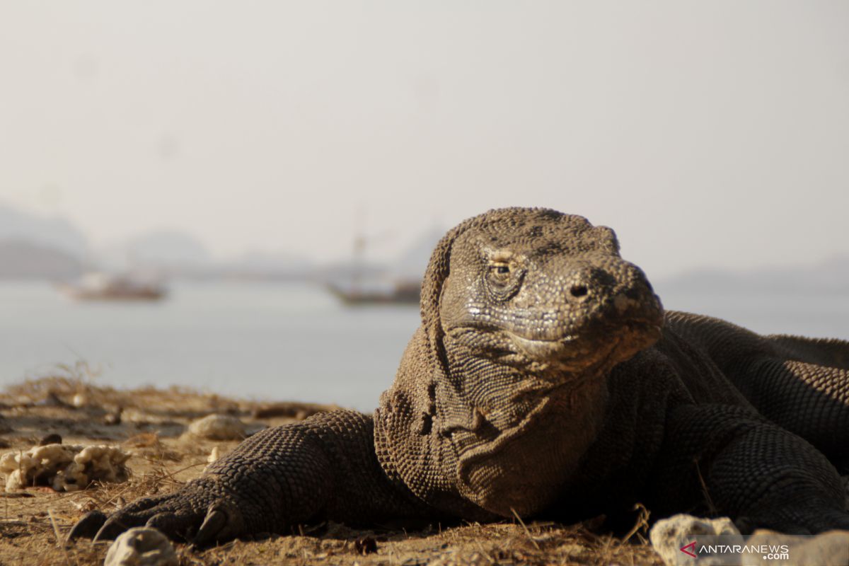 NTT places annual cap of 50,000 on Komodo Island visitors