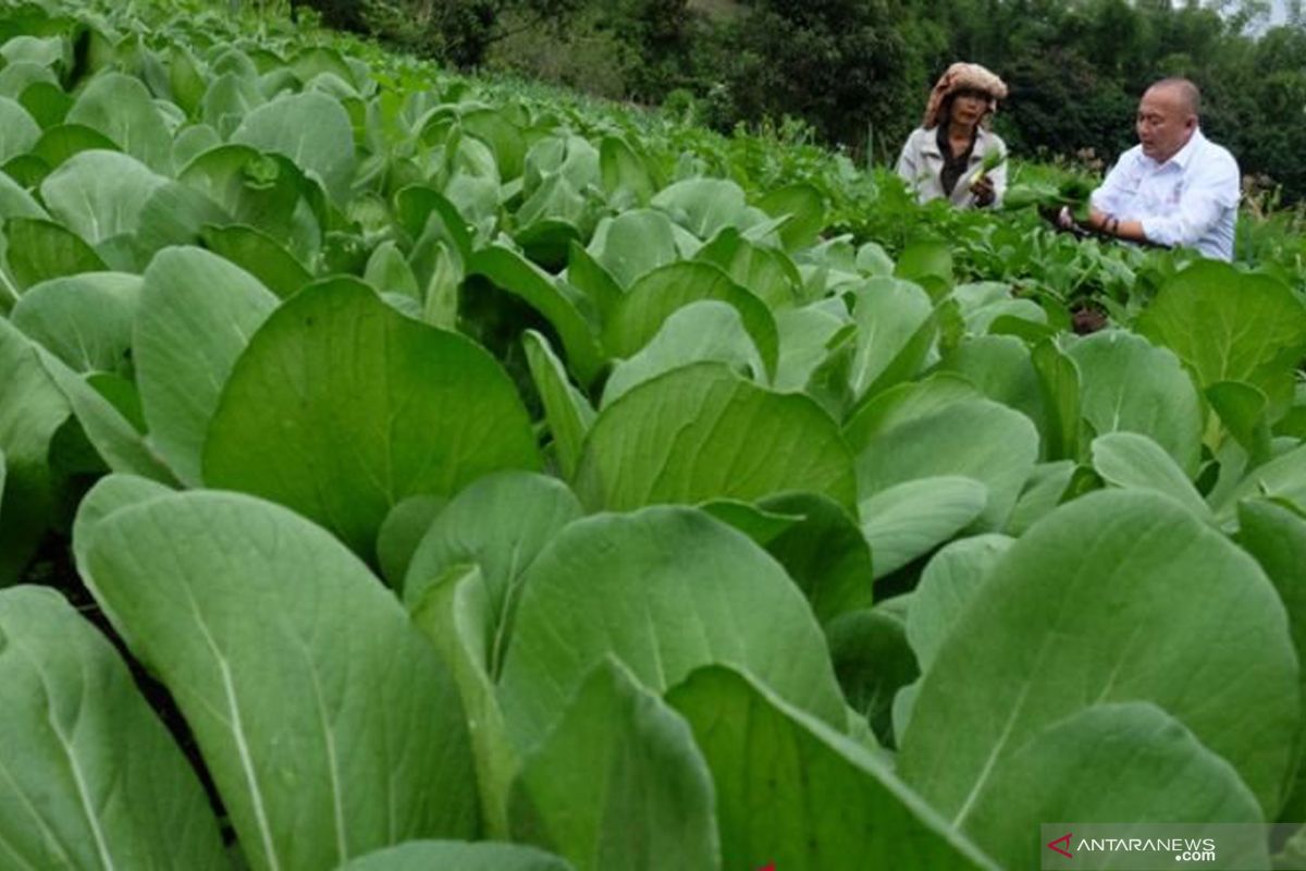 Pemerintah daerah diharapkan kembangkan potensi agrowisata di Karo