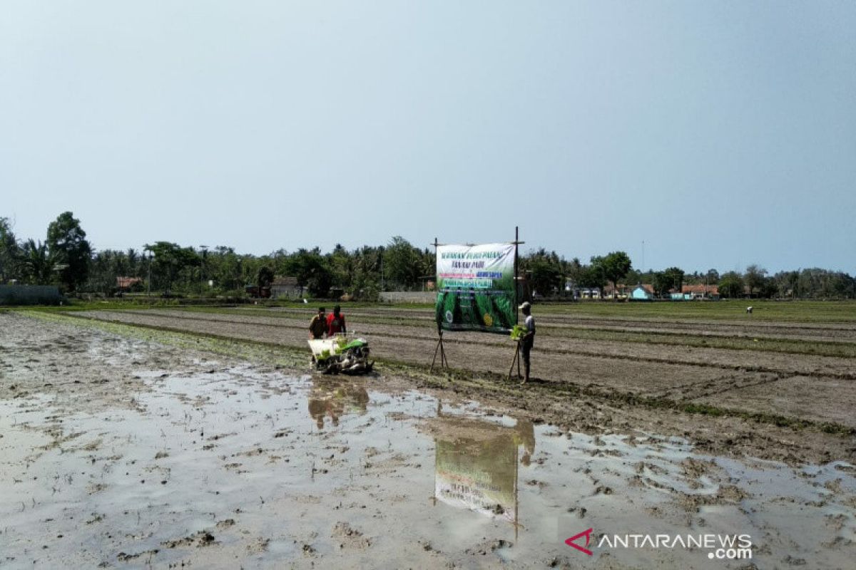 Tingkatkan produktivitas padi, teknologi Jajar Legowo Super diuji coba