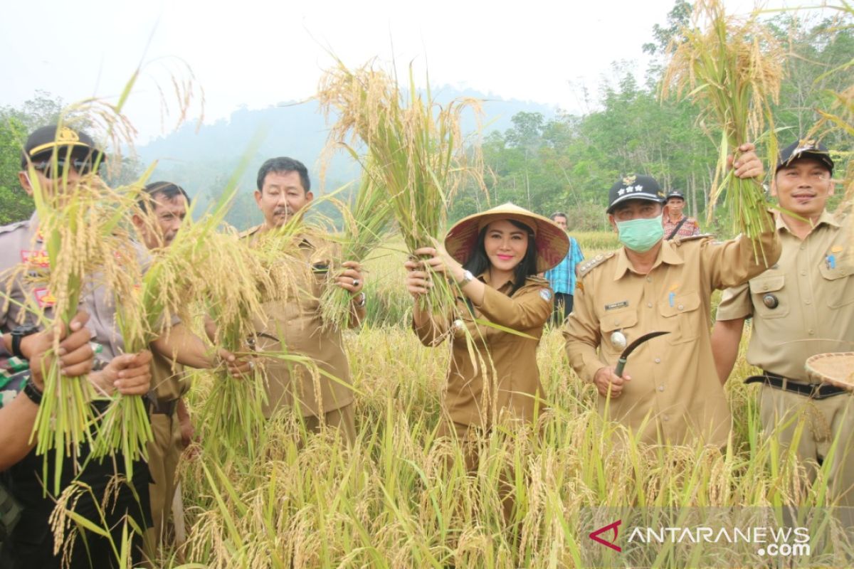 Bupati Landak targetkan setahun petani tiga kali panen padi