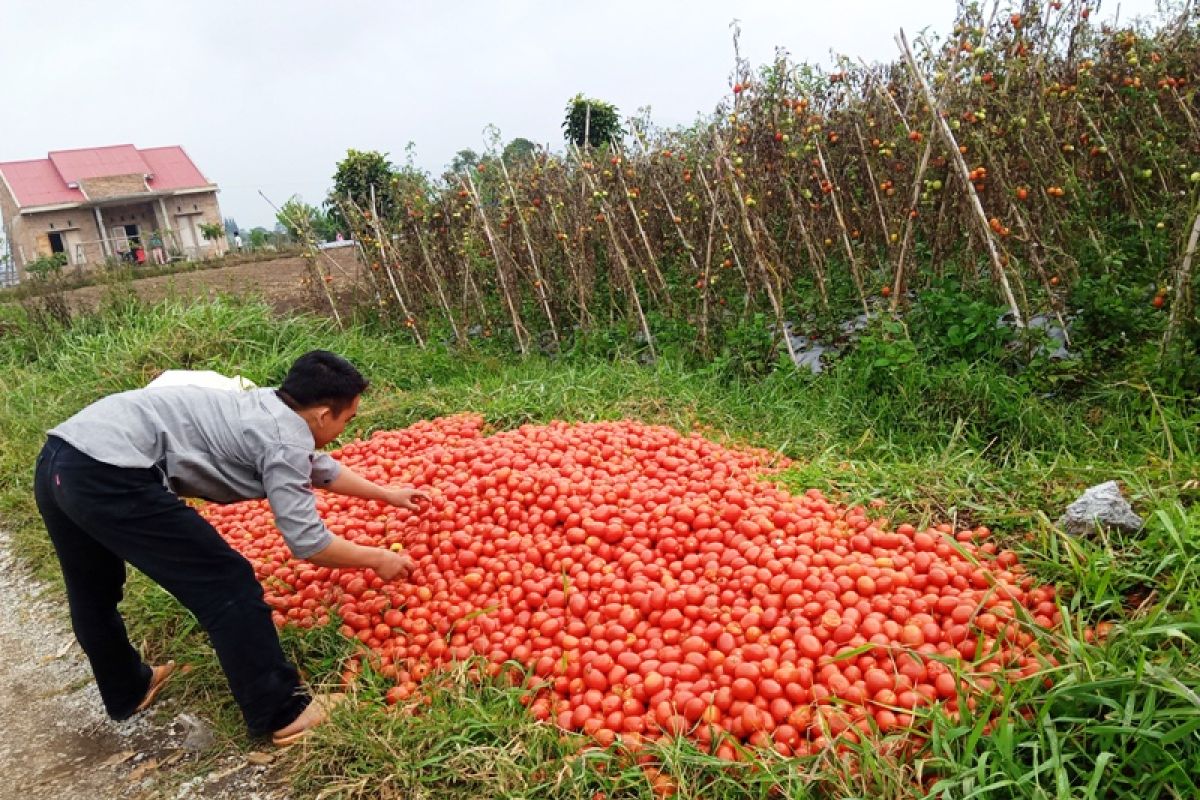 Harga Rp500 per kilogram, petani biarkan tomat membusuk di ladang