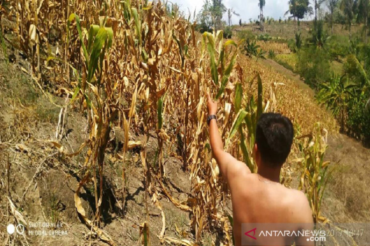 Sejumlah petani di Sigi terpaksa jadi buruh royek, akibat gagal panen