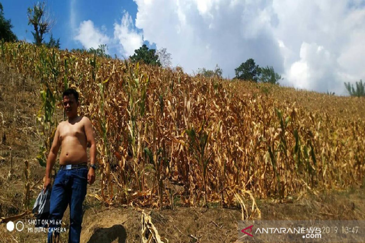 Setahun bencana Sulteng- Pascagempa petani Sigi masih merana