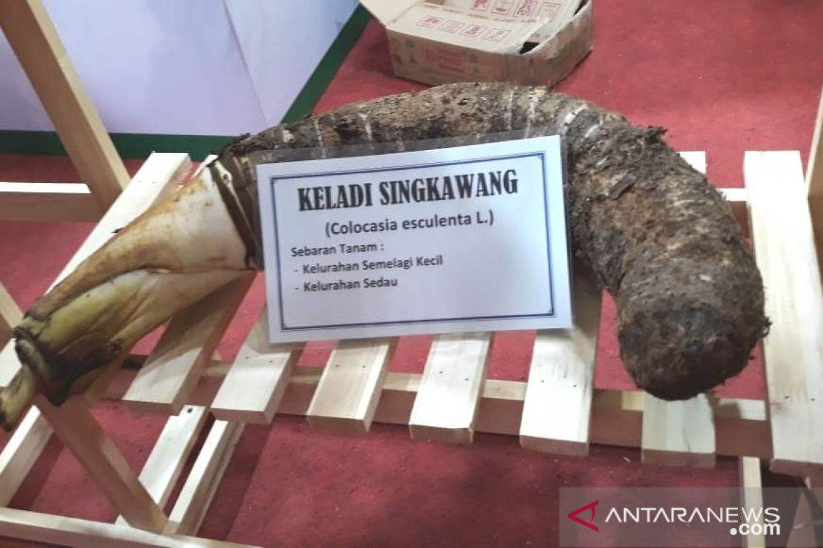 Pemprov Kalbar kenalkan Keladi Singkawang di KTNA Expo 2019