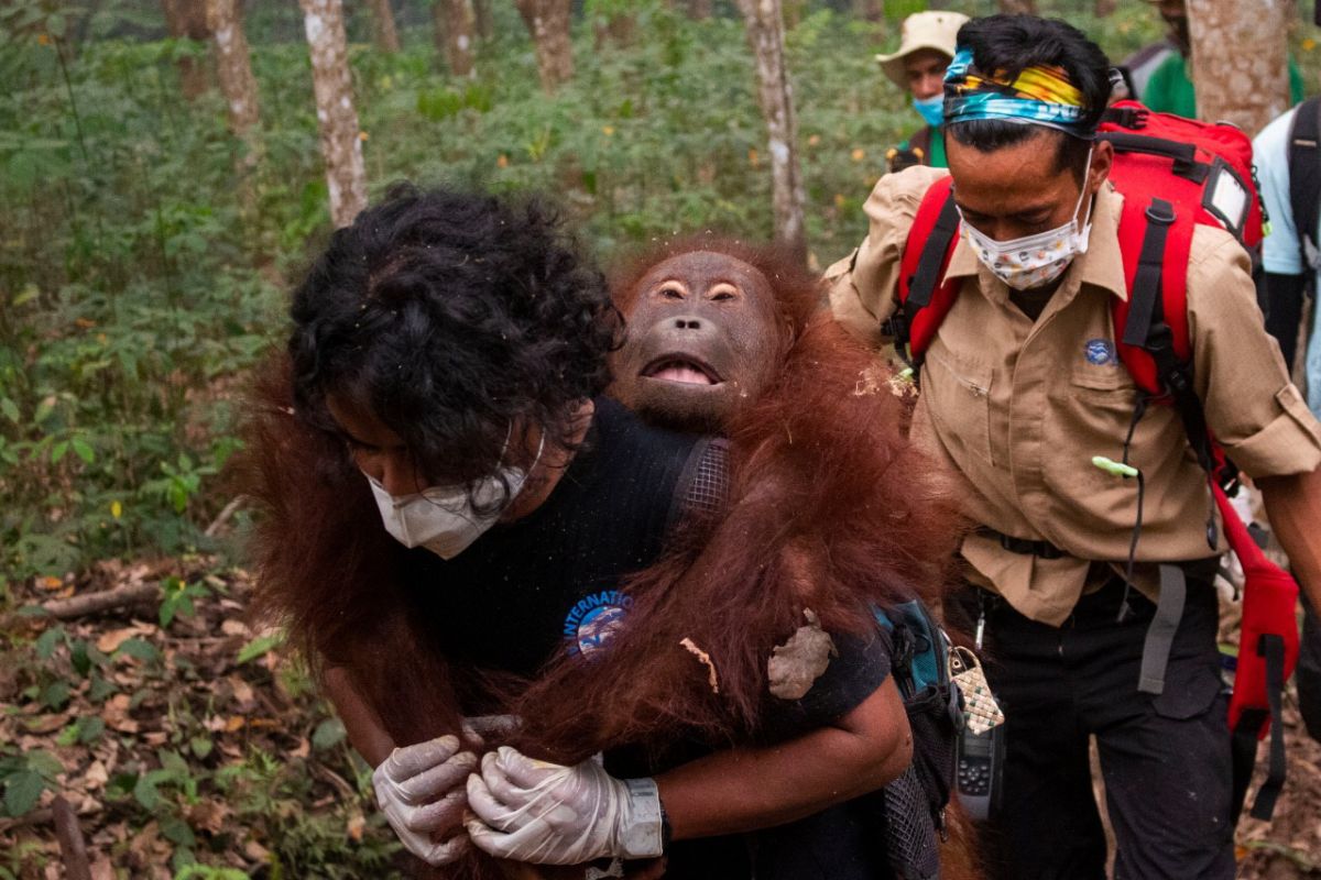 BKSDA Kalbar dan IAR Indonesia kembali menyelamatkan satu orangutan dampak Karhutla