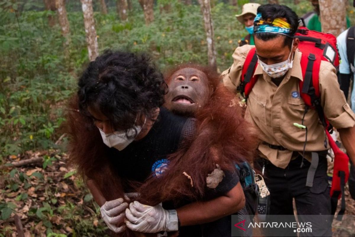 Satu orangutan di Kalbar kembali diselamatkan BKSDA-IAR Indonesia