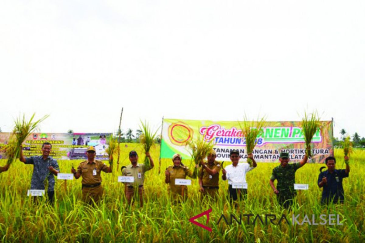 Petani Tapin belum manfaatkan kredit resi gudang Bank Kalsel dengan maksimal