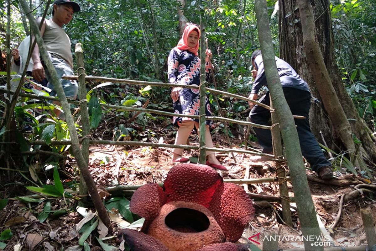 Habitat Rafflesia di Taba Penanjung dipadati pengunjung, didominasi tamu GTTG