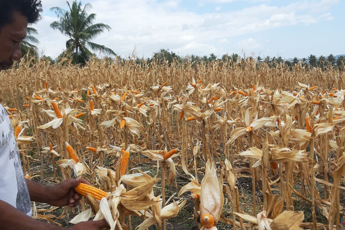 Kodim 1314 dampingi penyaluran benih jagung di Gorontalo Utara