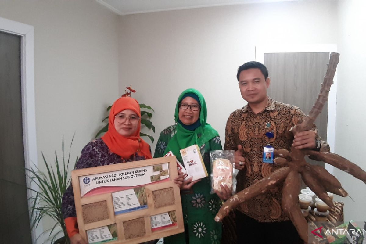 LIPI mengembangkan produk mi bebas gluten