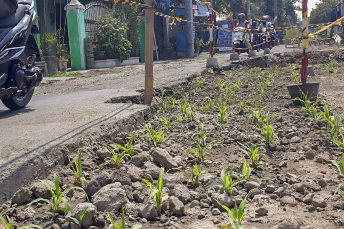 Warga tanam jagung di bekas galian drainase Jalan Supomo