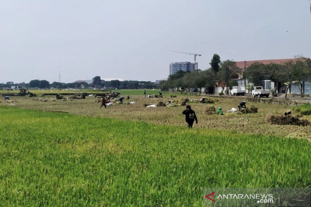 Peneliti: UU Budidaya Pertanian Berkelanjutan jangan batasi petani