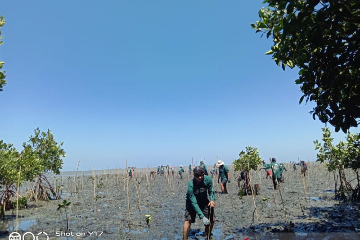 PT Mars  tanam 1.000 bibit mangrove di Pangkep