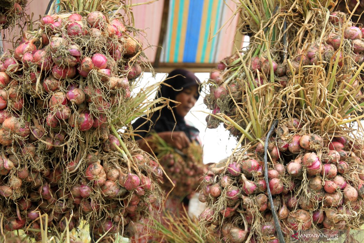 Tahun ini, Tanah Datar kembangkan 125 hektare tanaman bawang merah dan bawang putih