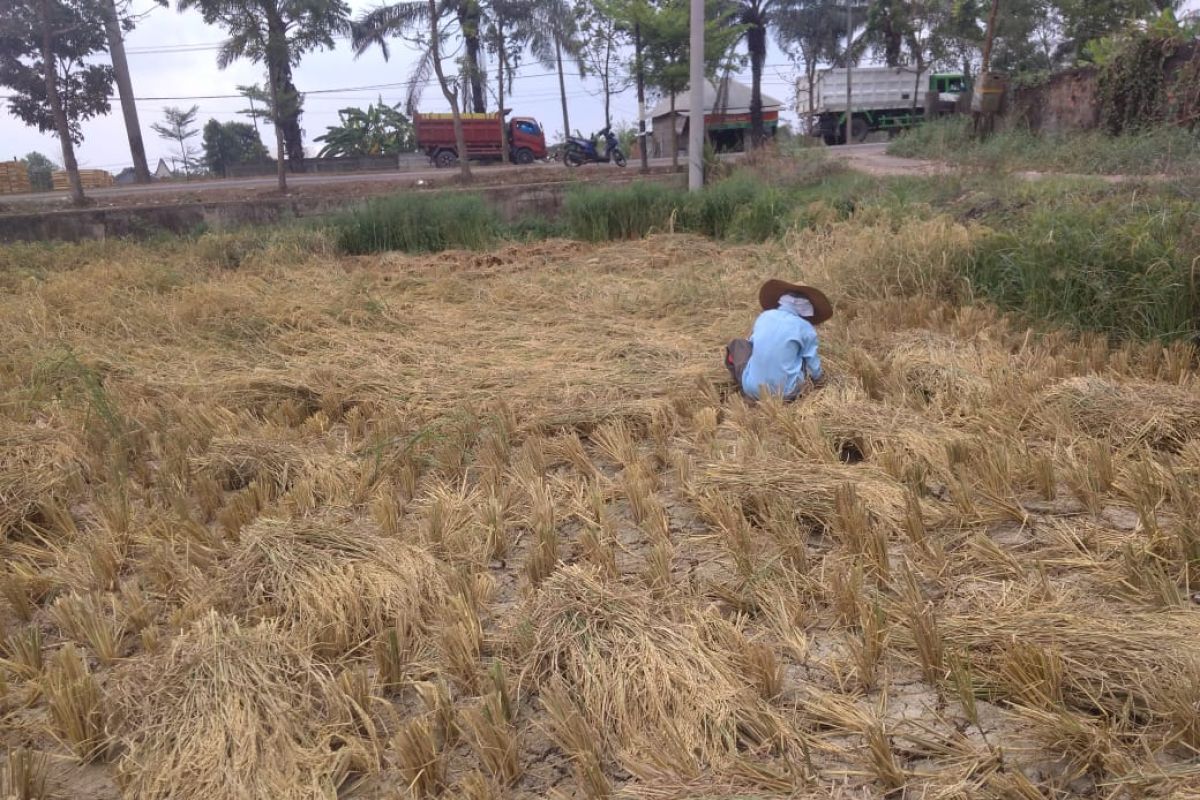 Palembang bersiap  masuki musim tanam padi kedua