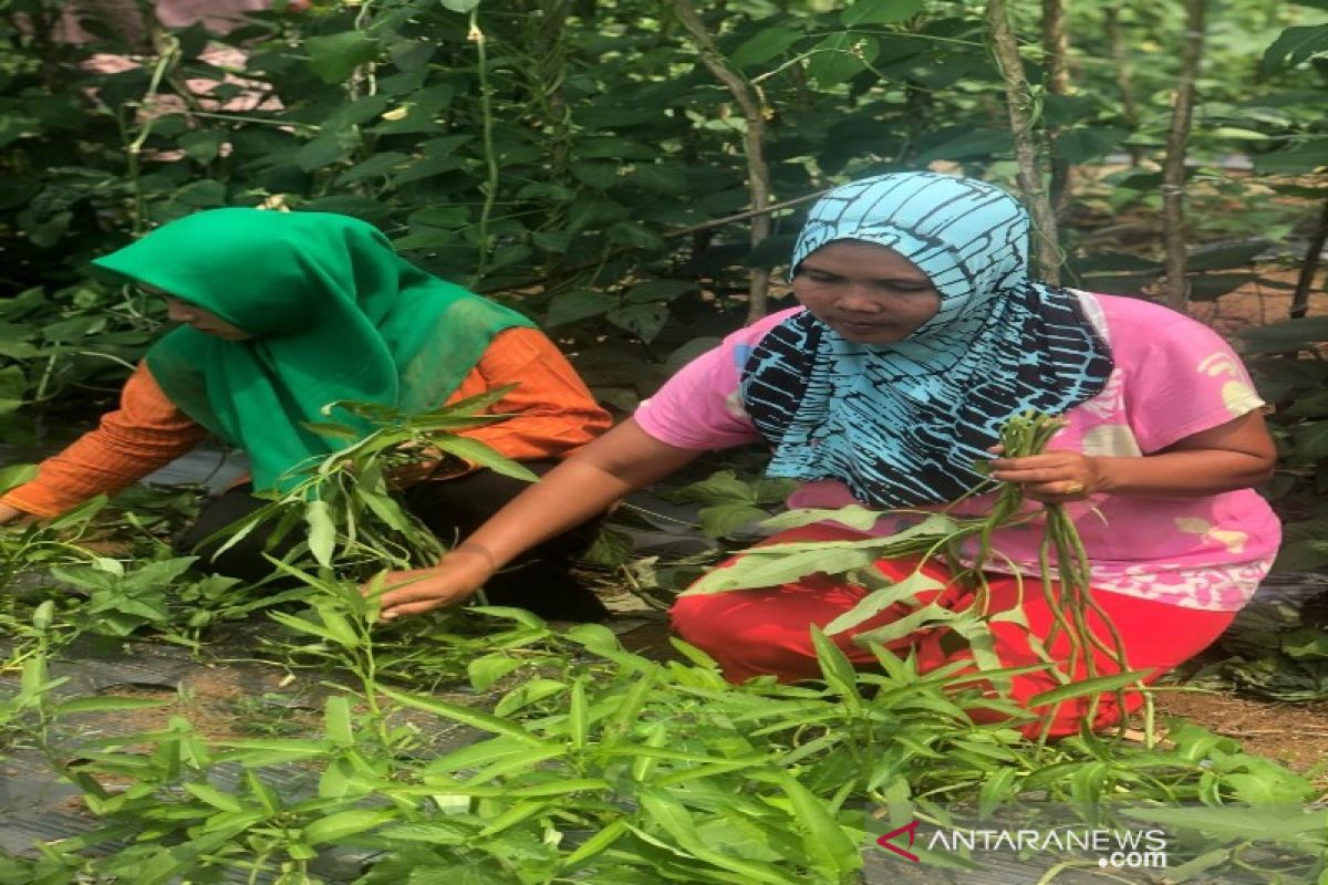 PLTA Batang Toru dongkrak ekonomi warga lewat budidaya hortikultura