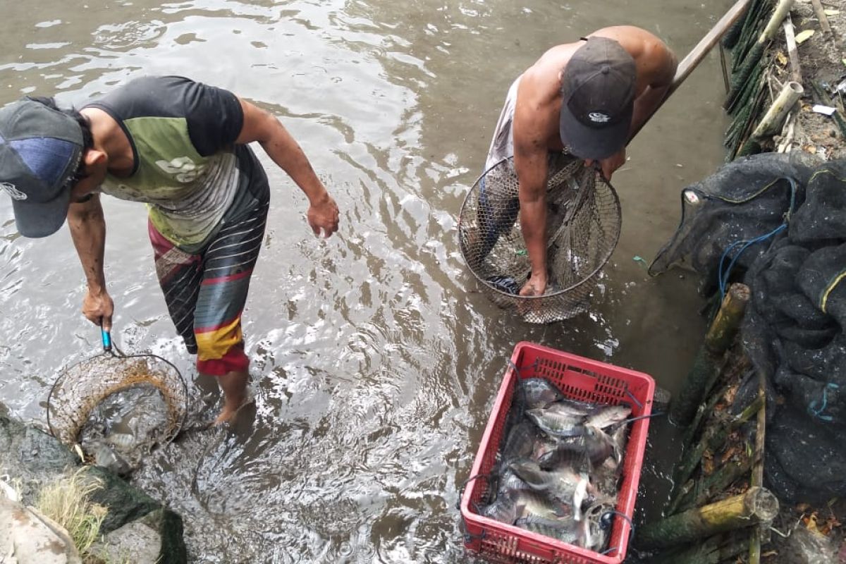 Petani ikan di Mataram aman dari dampak kekeringan