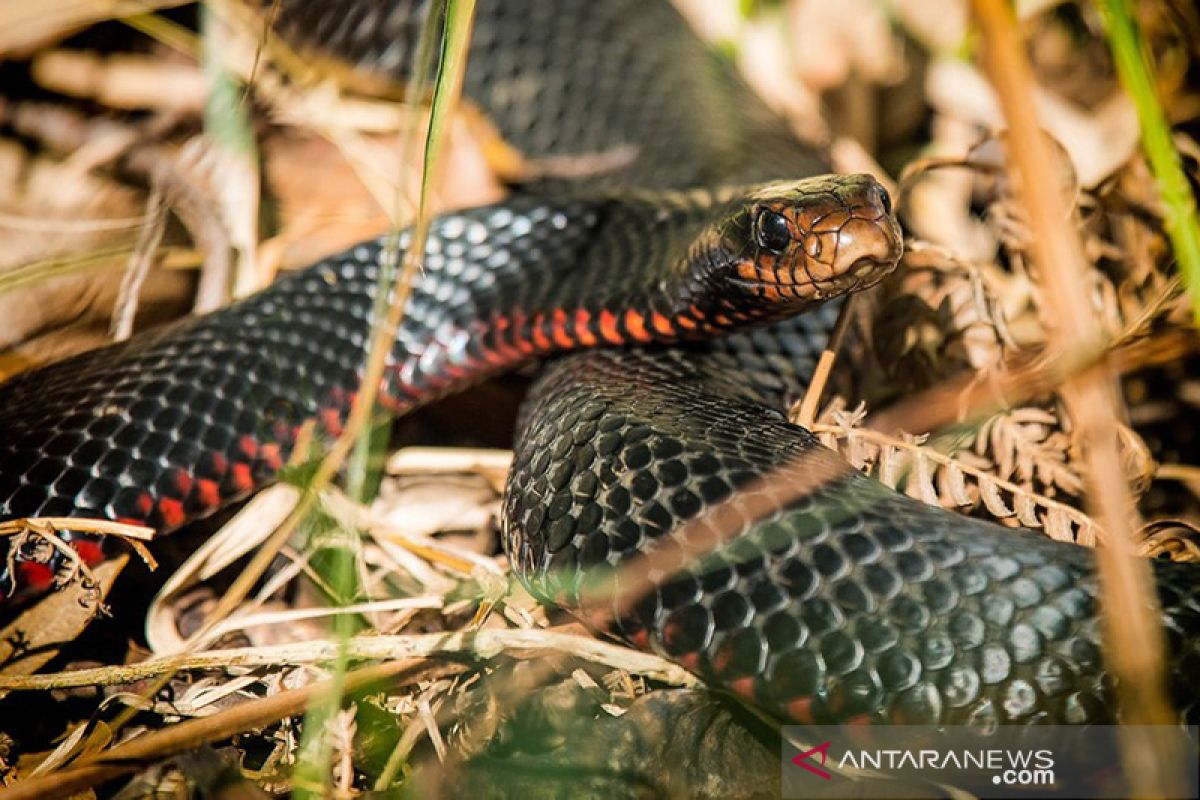 Pria Australia temukan ular hitam perut merah yang dinamainya "Chonk"