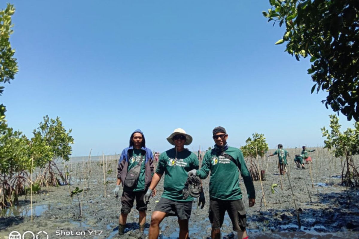 92.400 bibit mangrove siap ditanam di Kabupaten Pangkep