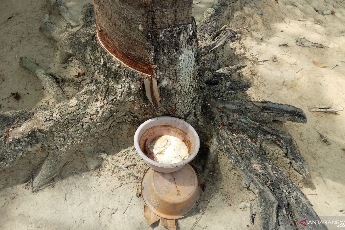 Petani di Mesuji Lampung keluhkan harga karet turun