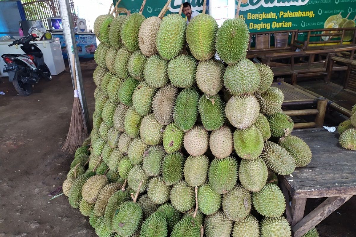 Durian asal Sumatera Barat marak dijual di Lampung