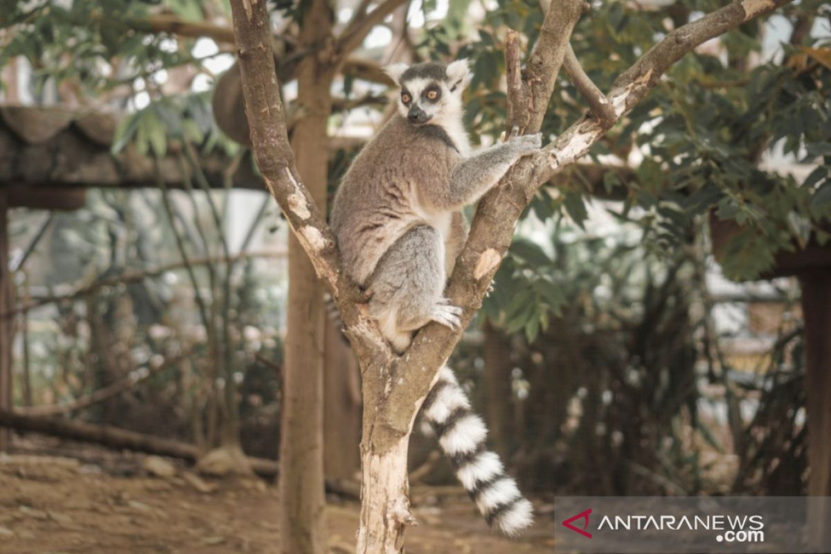 Lemur ekor cincin Madagaskar kini hadir di Puncak Bogor