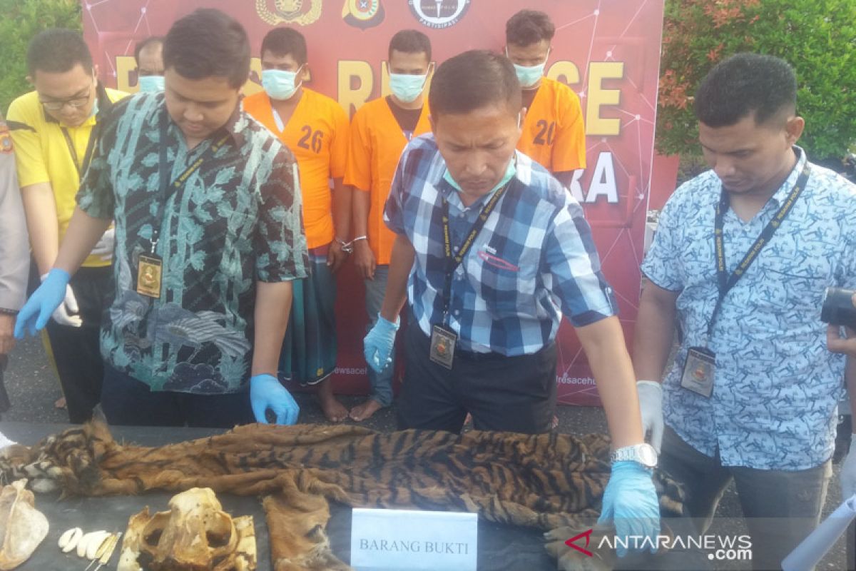 Sindikat perdagangan kulit harimau terbongkar, 5 pria ditangkap