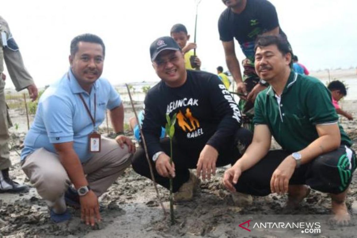 Yayasan Ikebana-PT Timah tanam 27 hektare bakau di Pantai Rebo