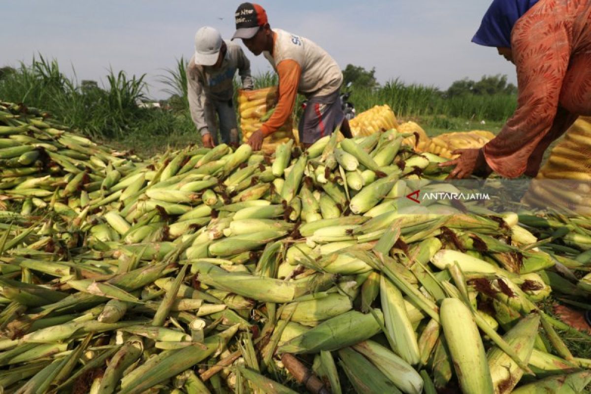 Petani jagung di Magetan rugi karena gagal panen