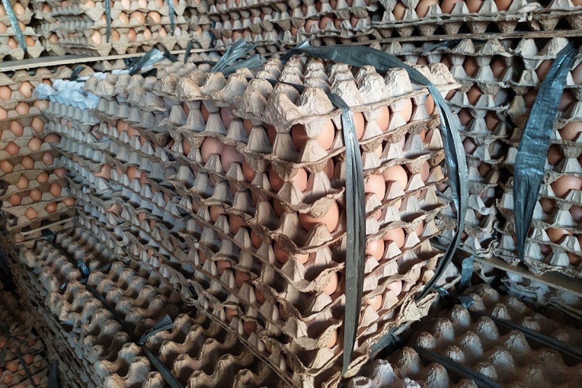 Stok telur ada 13.501 ton di Lampung