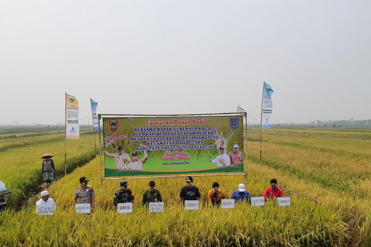 Padi sehat lahan rawa hasilkan produktivitas 8 ton