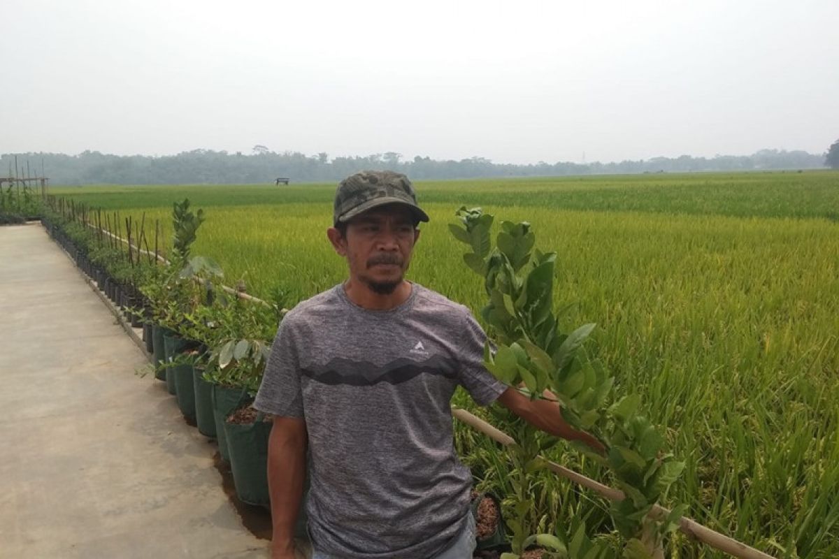 Kelompok tani di Lebak tak terpengaruh kemarau