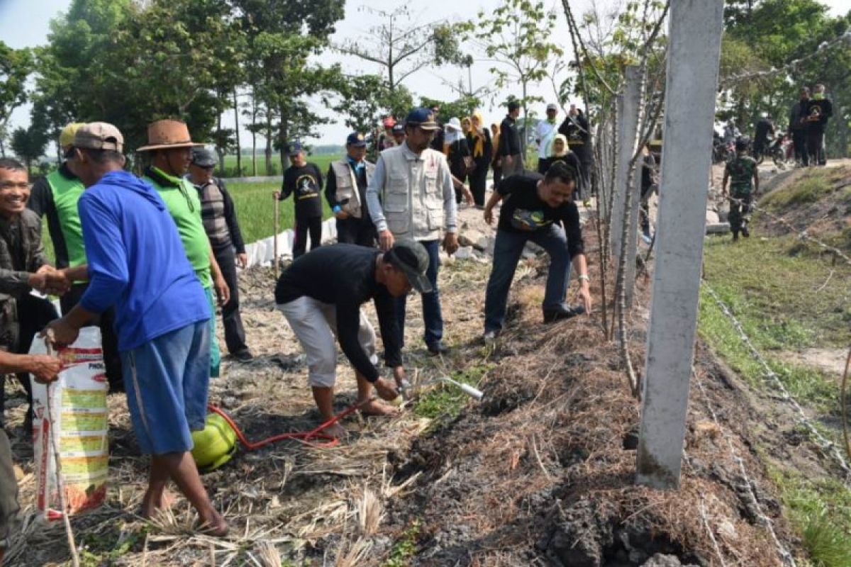 Petani Madiun rugi akibat serangan hama tikus