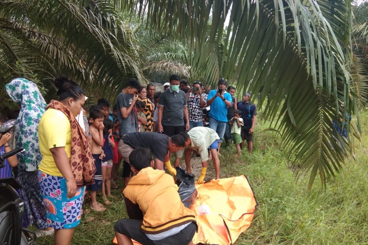 Warga Langkat temukan mayat di perkebunan kelapa sawit