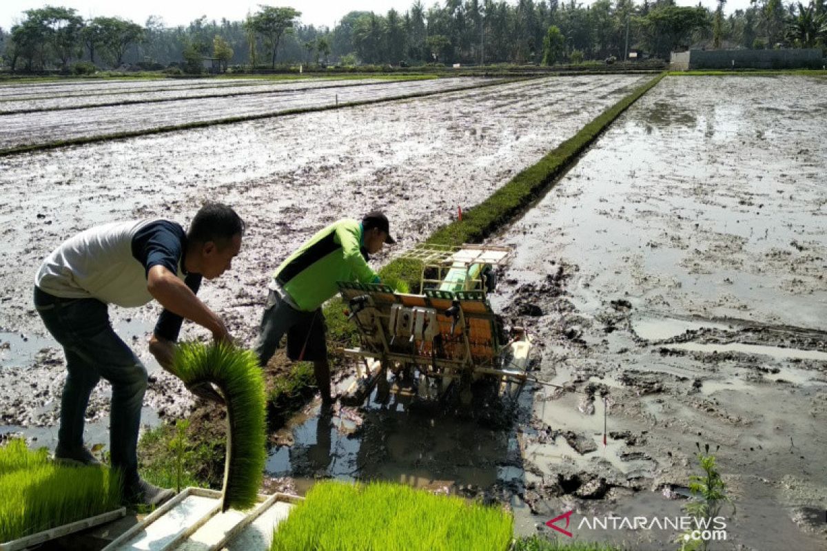 Realisasi luas tanam padi di Kulon Progo mencapai 841 hektare
