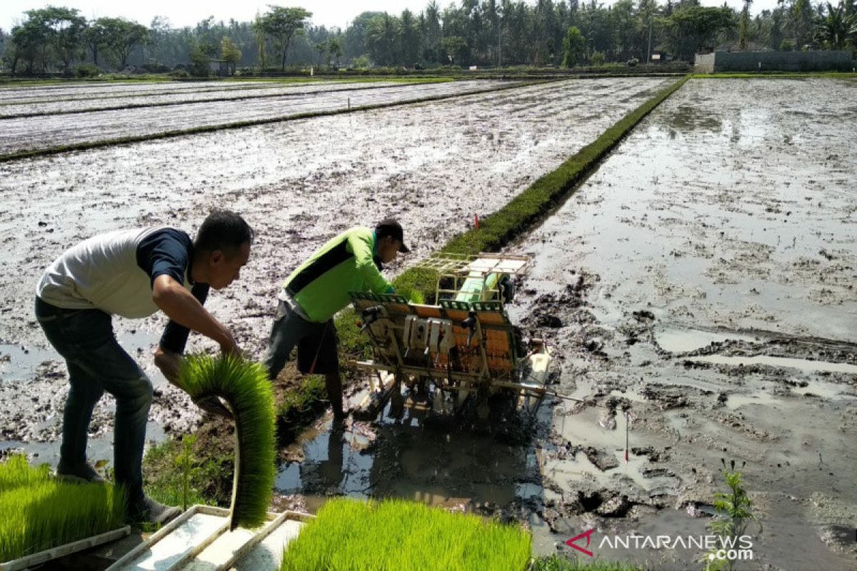 Bappenas nilai sektor pertanian alami kenaikan