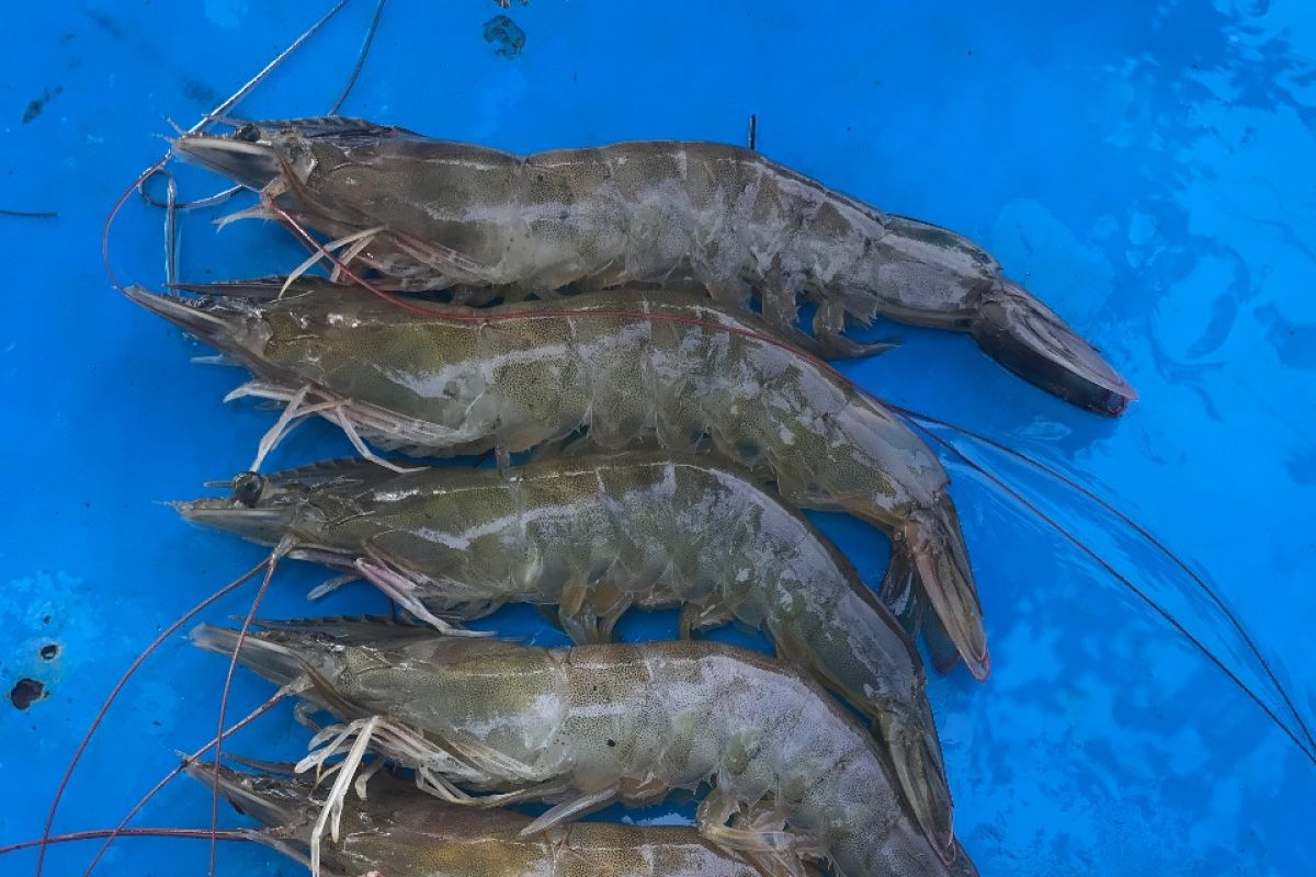 Kementerian Kelautan dorong pengembangan udang jerbung