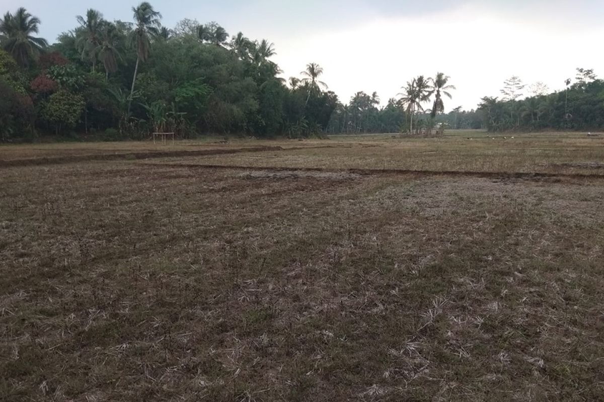 Akibat kemarau,  454 hektare lahan pertanian di Lebak gagal panen