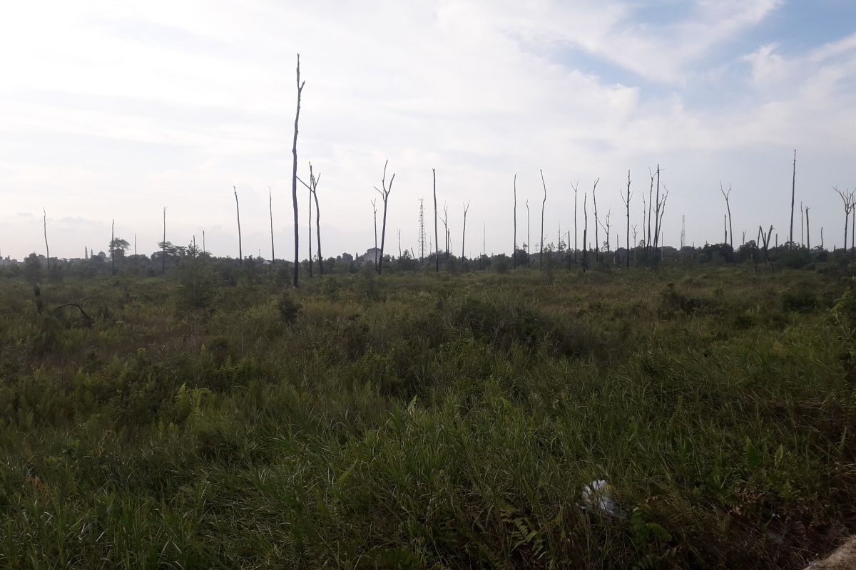 DPRD Bangka Tengah minta status hutan kota diubah jadi taman