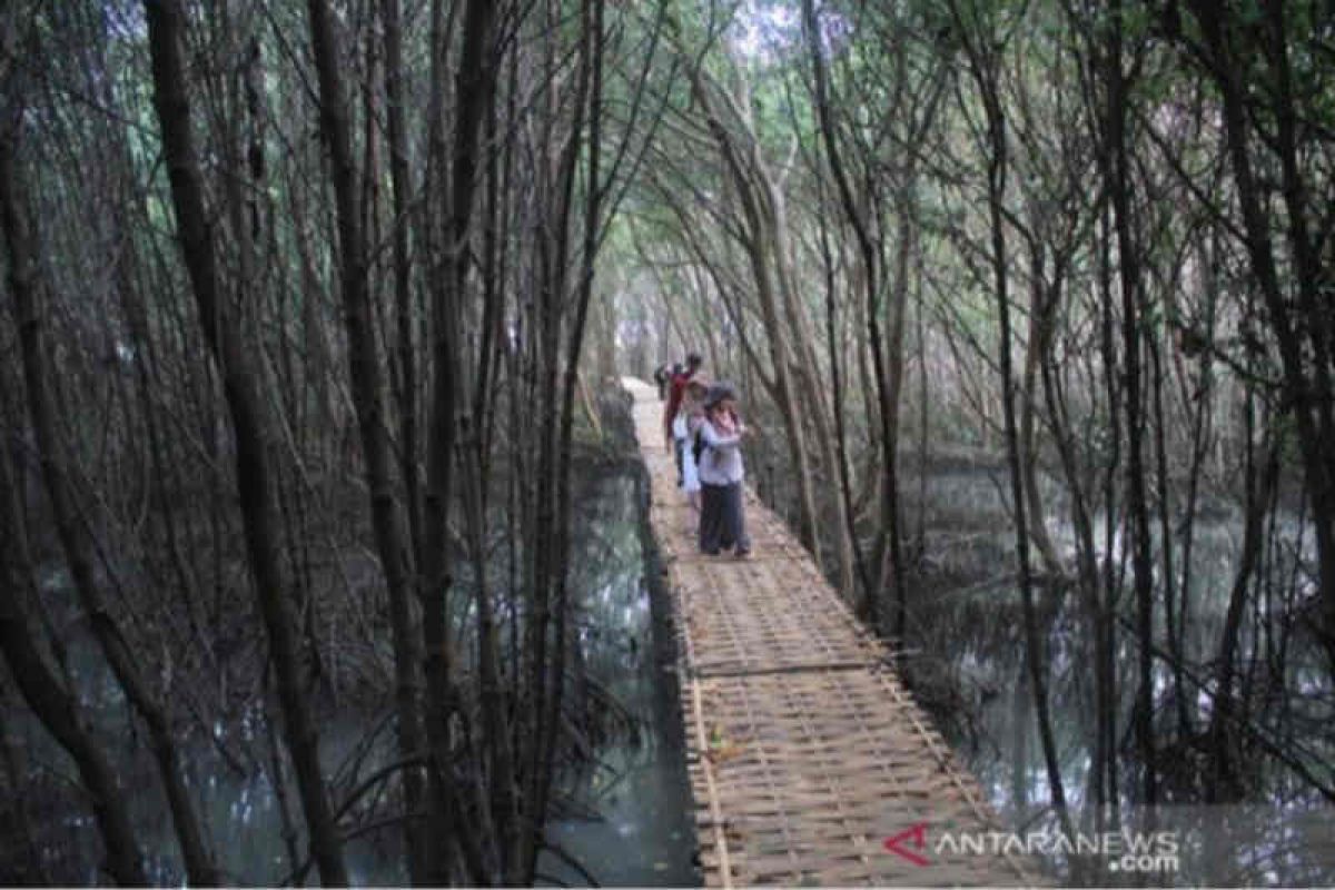 Mangrove Karangsong, penahan abrasi sekaligus wahana edukasi